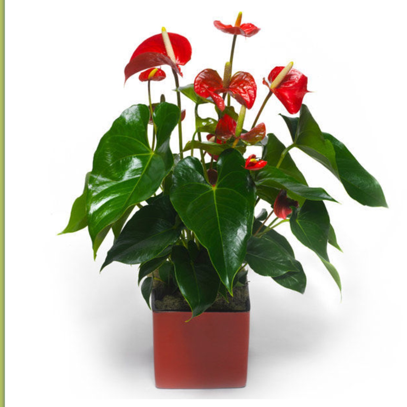 Anthurium Exotic Plant Flowers in Jordan Delivery (Send 