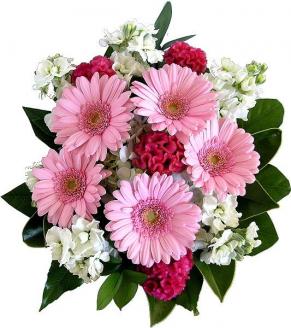 Pink Gerberas