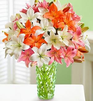 Our Choice of Lilies