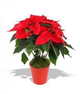 Poinsettia Christmas Plant