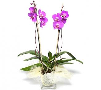  Orchid Plant